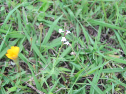 Herb of the cross (Verbena officinalis)