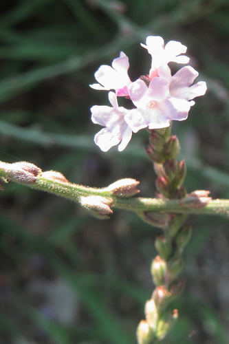 Herb of the cross (Verbena officinalis)