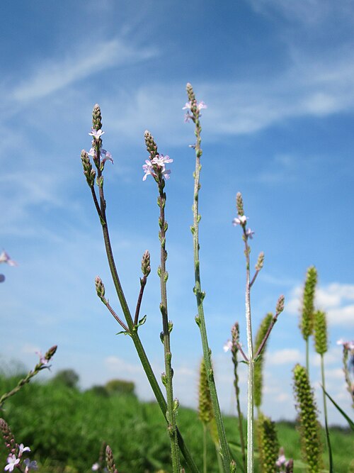 Herb of the cross: Echtes Eisenkraut ( Verbena officinalis ) in den Horststückern im Landschaftsgebiet „Hockenheimer Rheinbogen“