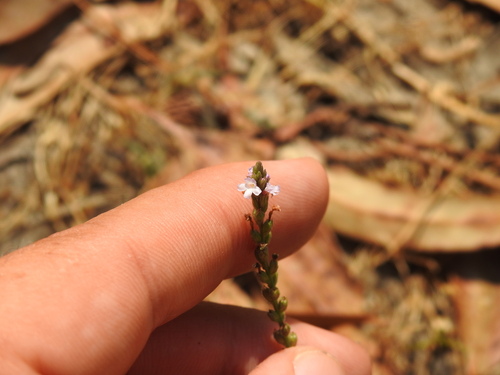 Herb of the cross (Verbena officinalis)