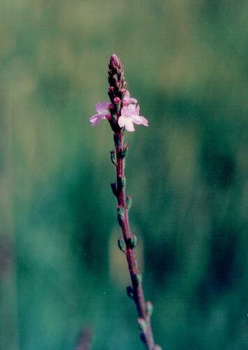 Herb of the cross (Verbena officinalis)