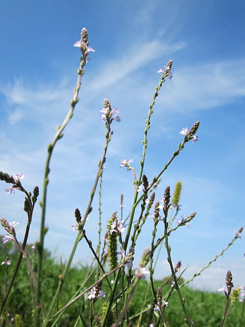 Herb of the cross: Echtes Eisenkraut ( Verbena officinalis ) in den Horststückern im Landschaftsgebiet „Hockenheimer Rheinbogen“