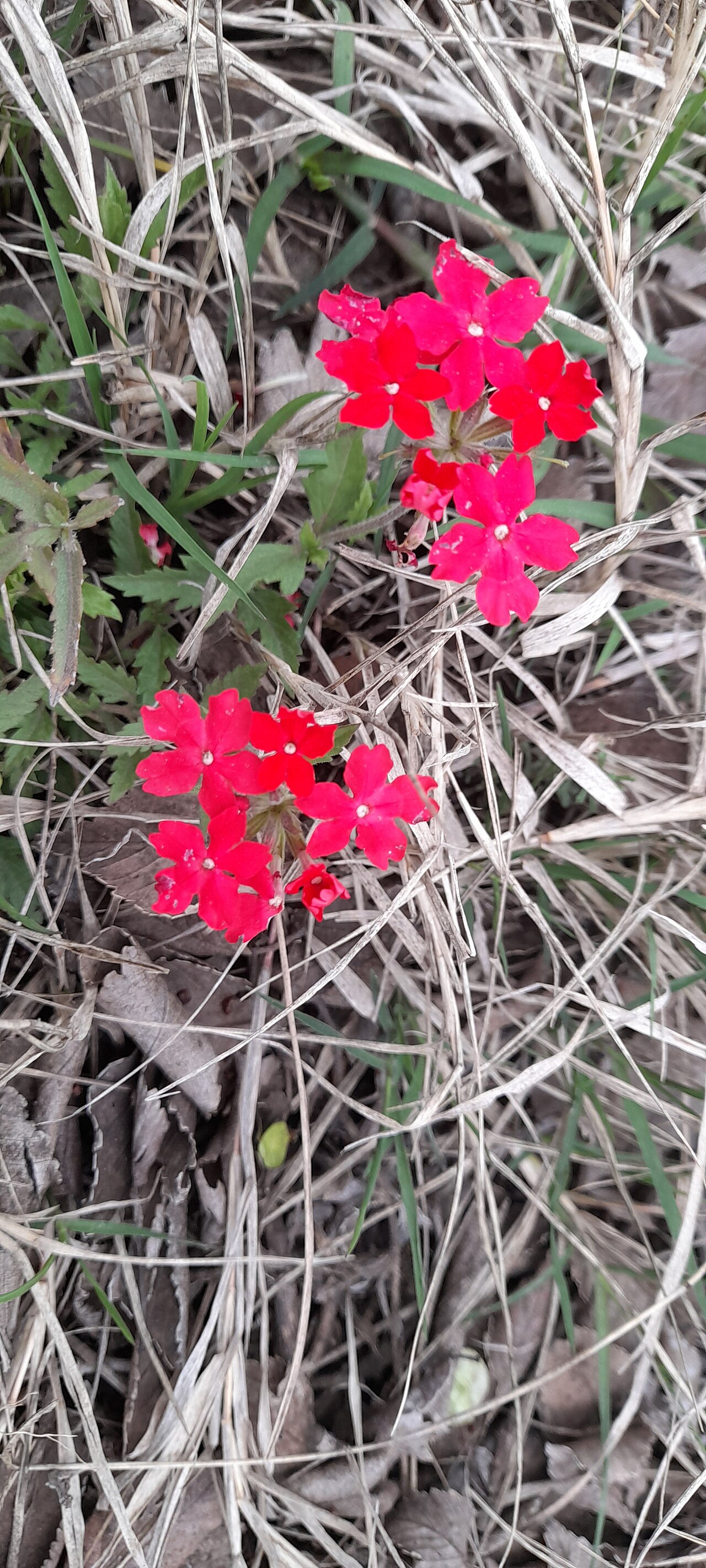Peruvian mock vervain: Glandularia peruviana, creeping grass with deep red flower inflorescens