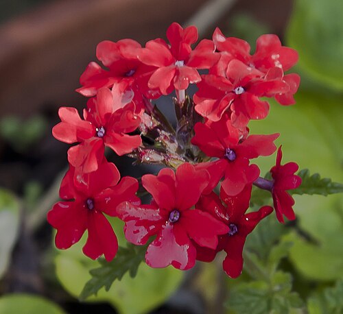 Peruvian mock vervain: Glandularia peruviana, mill garden, Sierra of Saint Philip, Setubal, Portugal