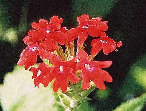 Peruvian mock vervain: Known as Margarita Puzo locally and as Peruvian Mock Vervain in English. Native to Peru, Bolivia, Paraguay and northern Argentina. Photo from near Sta. Cruz, Bo