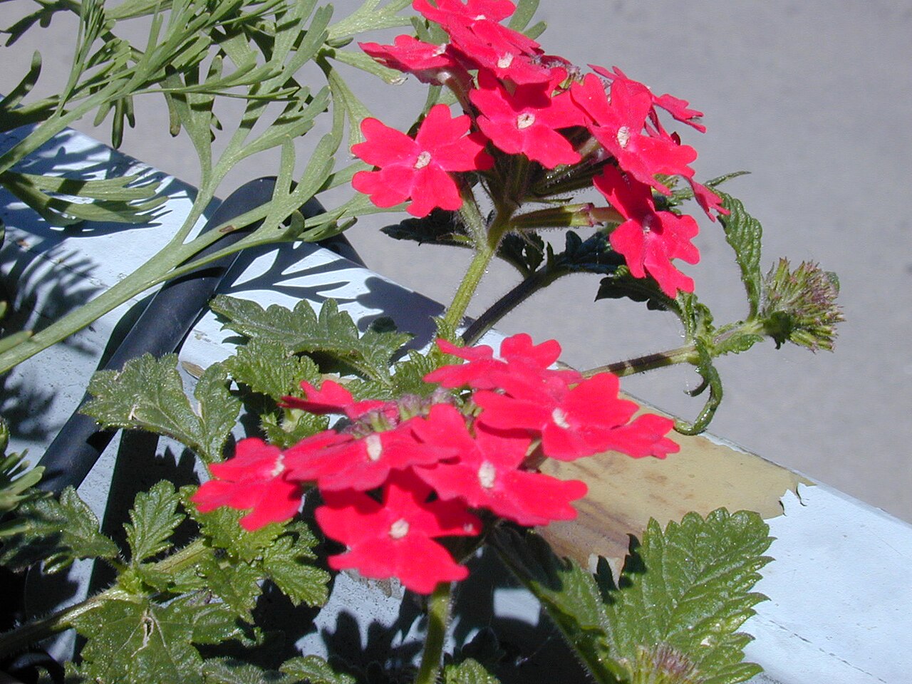 Peruvian mock vervain: Glandularia peruviana