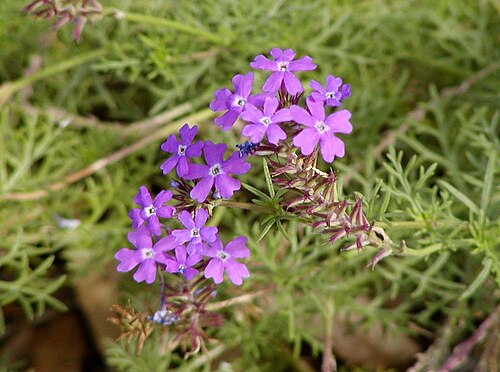 Peruvian mock vervain: Photo of Glandularia sp. (syn. Verbena ) at the Desert Demonstration Garden in Las Vegas