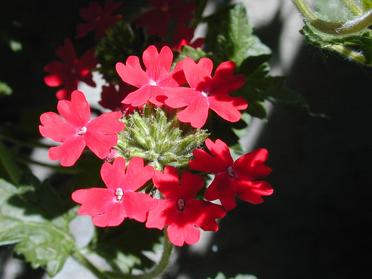 Peruvian mock vervain: Glandularia peruviana