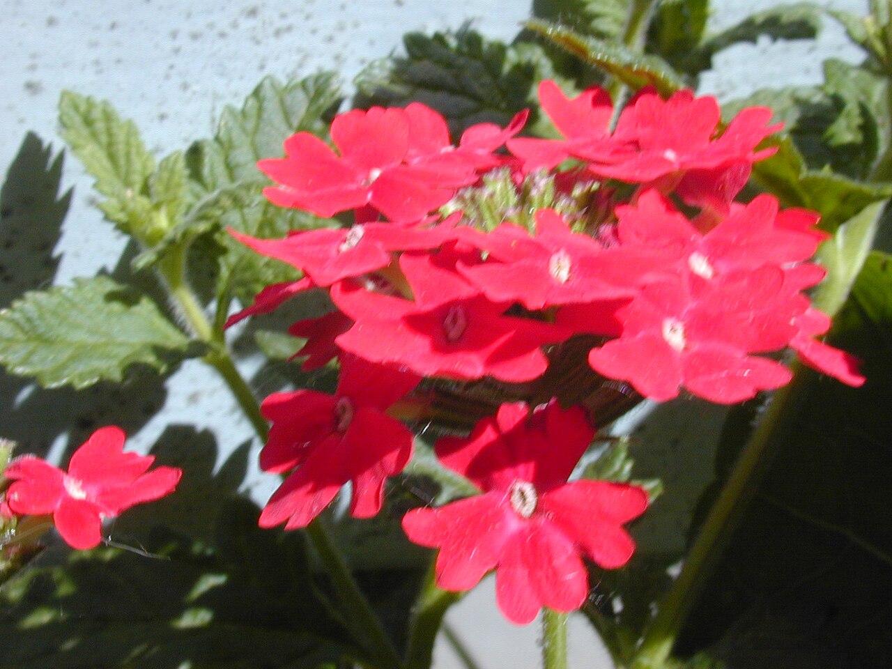 Peruvian mock vervain: Glandularia peruviana