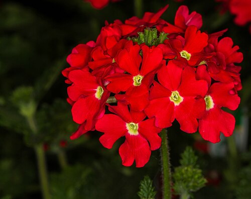 Peruvian mock vervain: Sachsen: Glandularia peruviana 'Samira Red'