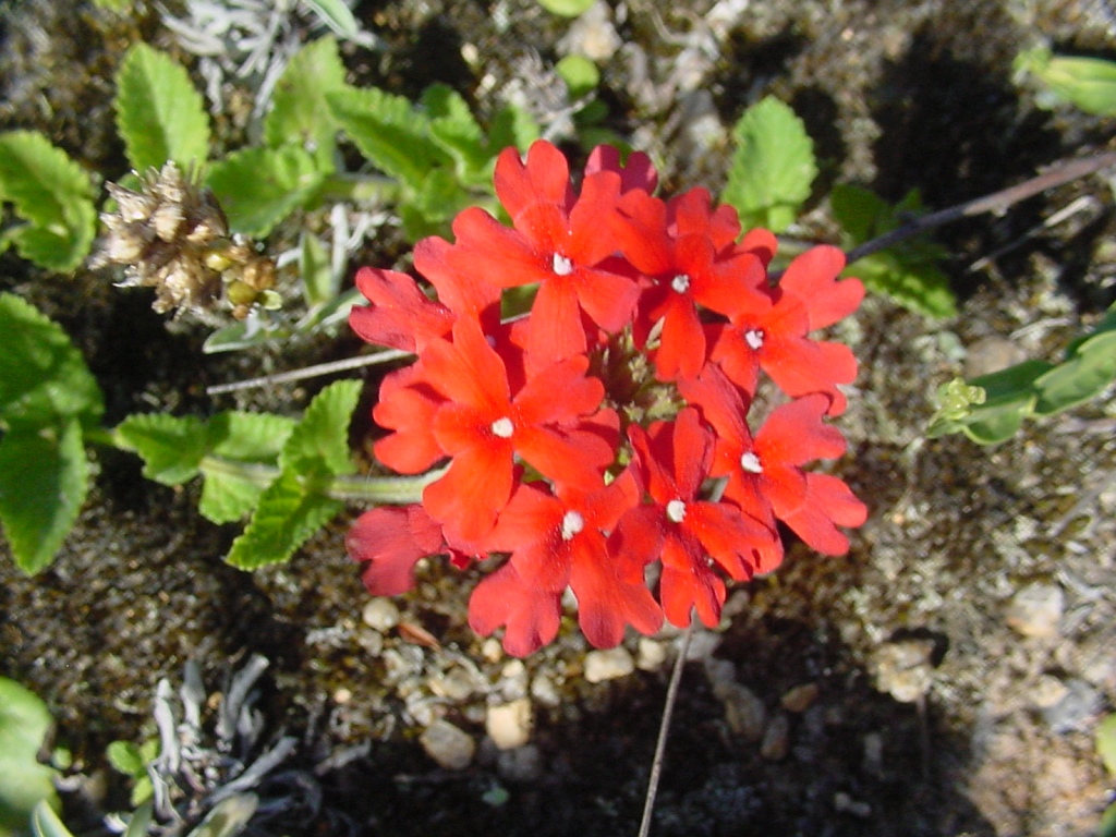 Peruvian mock vervain: Glandularia peruviana - VERBENACEAE - Imbituba - SC ? Brasil