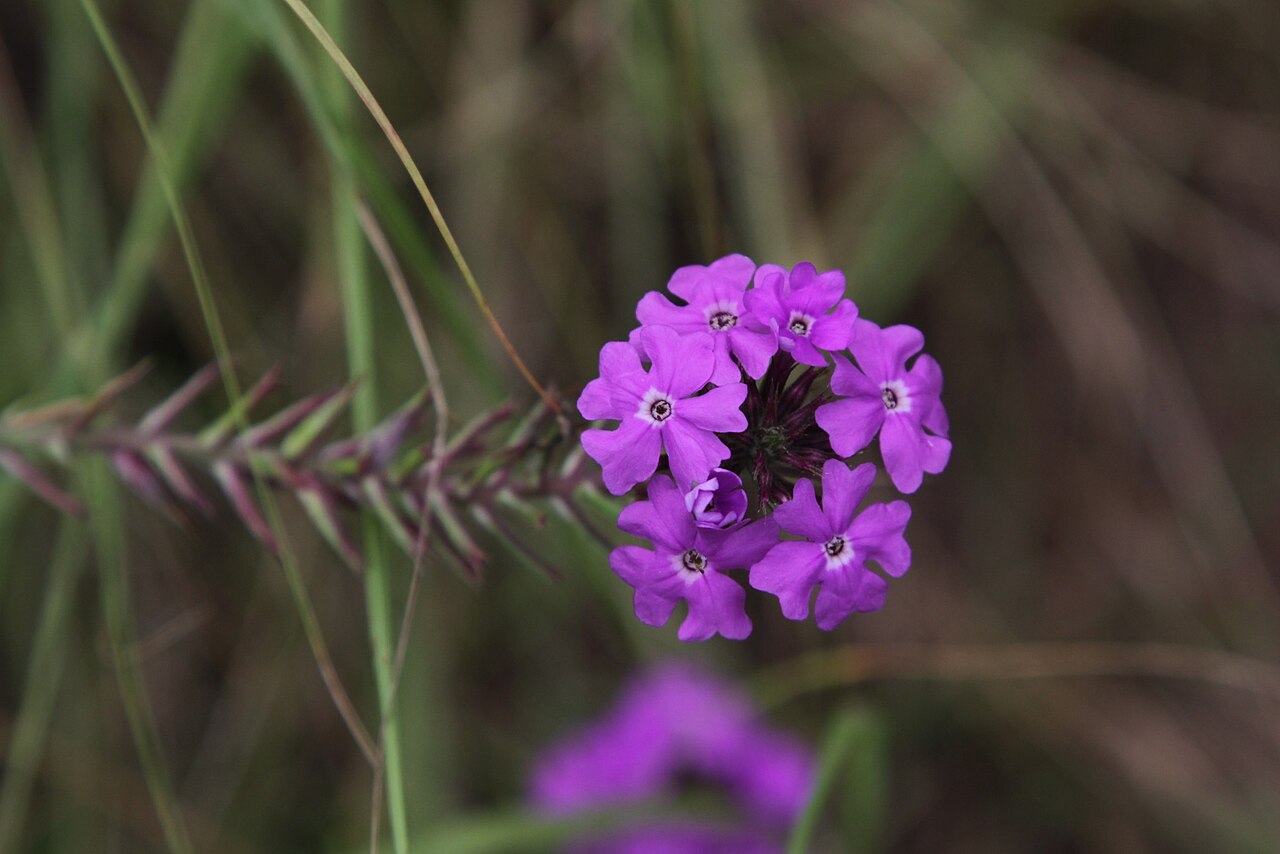 Latin American mock vervain: Cumberland Nature Reserve (near Pietermaritzburg). Common weed, native to South America.