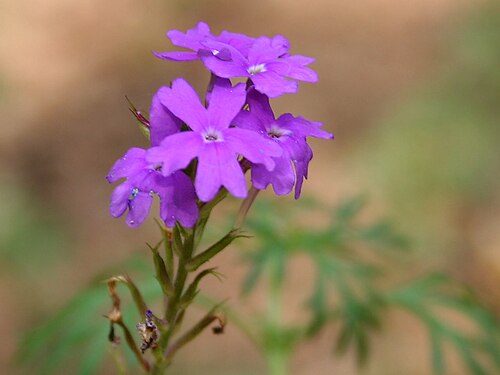 Latin American mock vervain: Moss Verbena or South American Mock Vervain Glandularia pulchella in Hyderabad , India .
