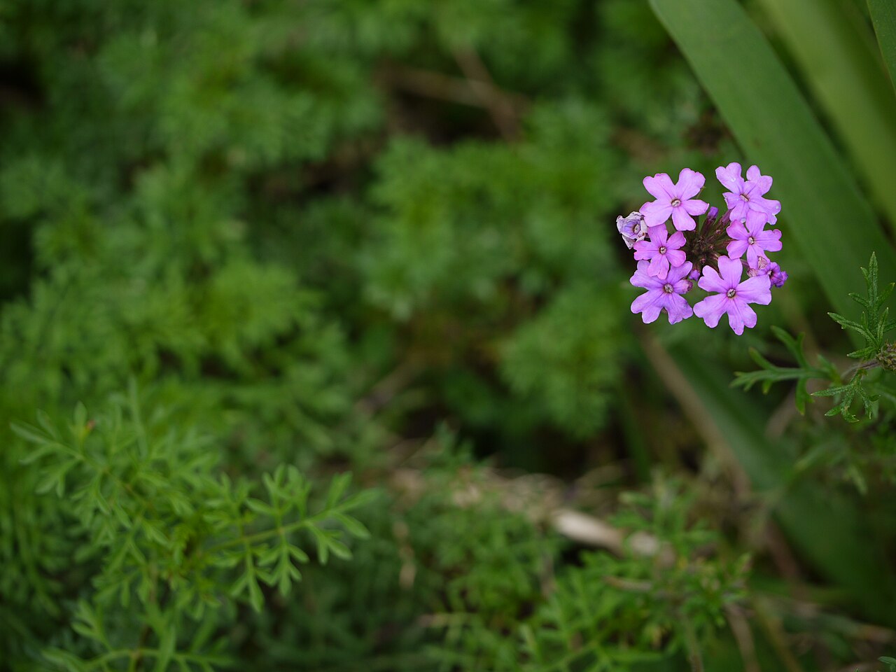 Latin American mock vervain: Verbenaceae (verbena, or vervain family) » Glandularia pulchella glan-doo-LAIR-ee-uh -- having small glands pul-KEL-uh or pul-CHEL-uh -- pretty commonly known a