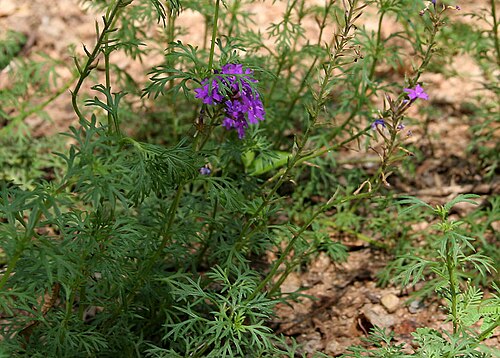 Latin American mock vervain: Moss Verbena or South American Mock Vervain Glandularia pulchella in Hyderabad , India .
