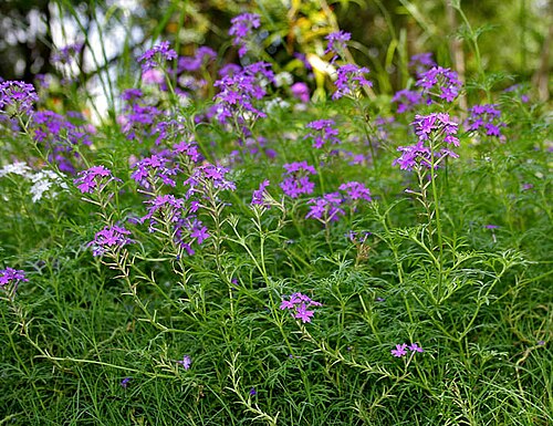Latin American mock vervain: Moss Verbena or South American Mock Vervain Glandularia pulchella in Hyderabad , India .