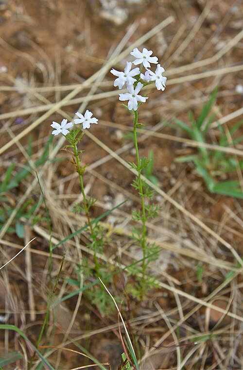 Latin American mock vervain: Cumberland Nature Reserve (near Pietermaritzburg). Common weed, native to South America.