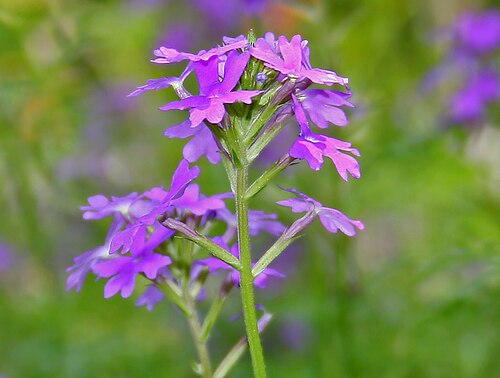 Latin American mock vervain: Moss Verbena or South American Mock Vervain Glandularia pulchella in Hyderabad , India .
