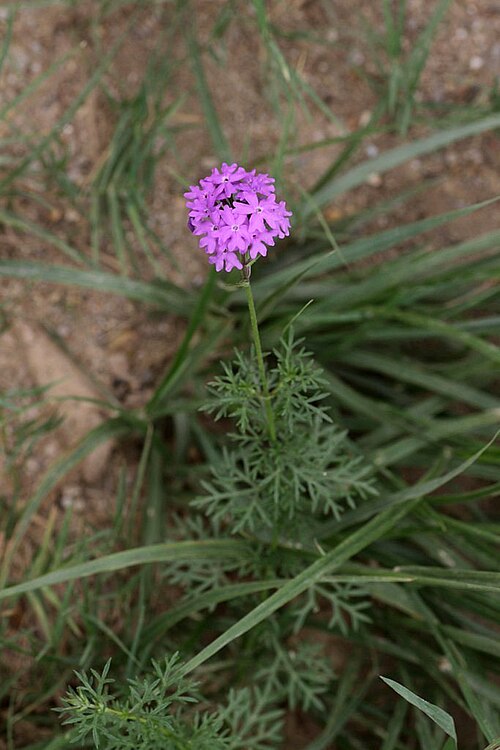Latin American mock vervain: Cumberland Nature Reserve (near Pietermaritzburg). Common weed, native to South America.