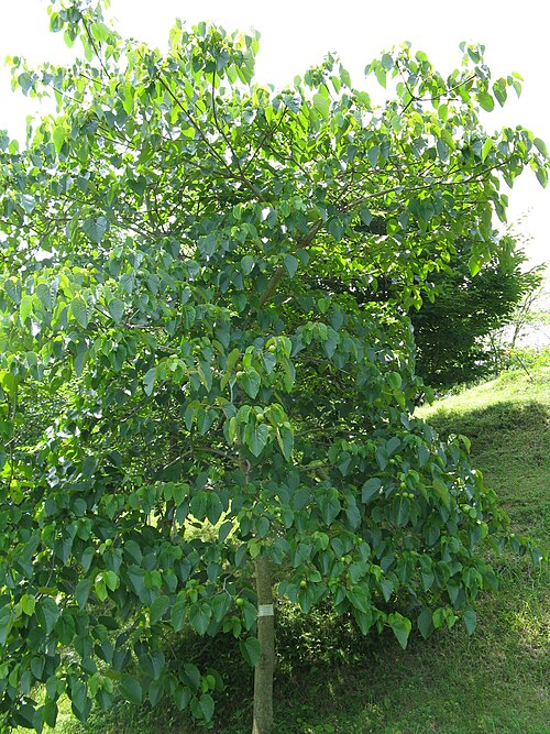 Tungoil tree: オオアブラギリ、シナアブラギリ