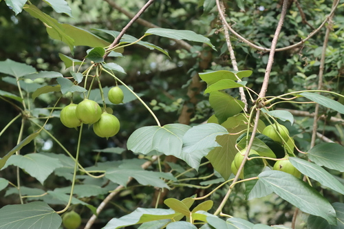 Tungoil tree (Vernicia fordii)