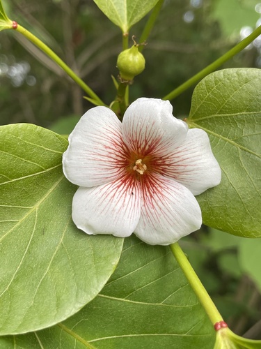 Tungoil tree (Vernicia fordii)