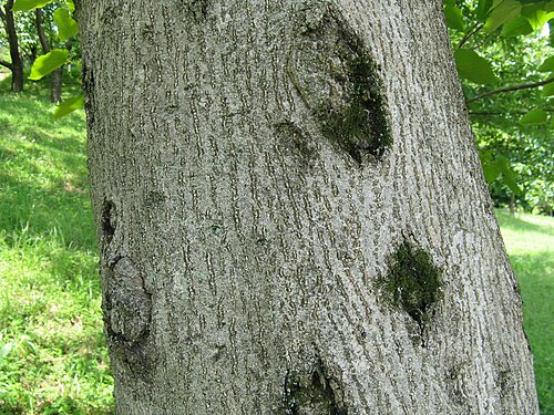 Tungoil tree: オオアブラギリ、シナアブラギリ