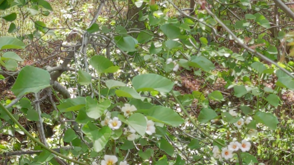 Tungoil tree (Vernicia fordii)