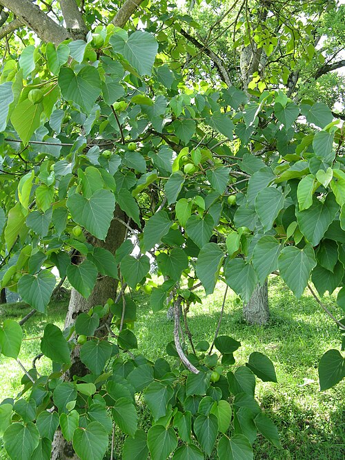 Tungoil tree: オオアブラギリ、シナアブラギリ