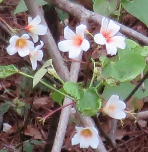 Tungoil tree (Vernicia fordii)