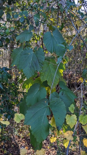 Tungoil tree (Vernicia fordii)