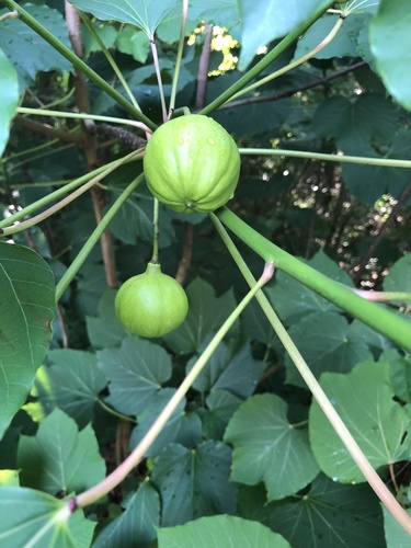 Tungoil tree (Vernicia fordii)
