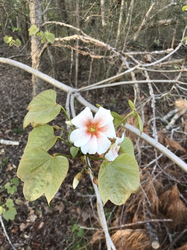 Tungoil tree (Vernicia fordii)