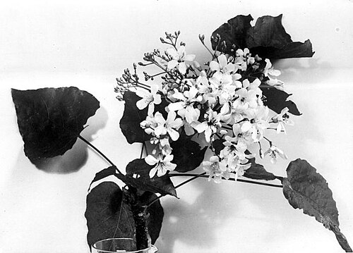 Mu oil tree: Repronegatief. Mannelijke bloemen van een kemiriplant