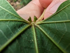 Mu oil tree (Vernicia montana)