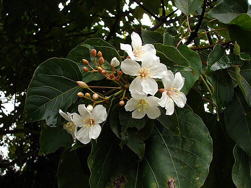 Mu oil tree: Vernicia montana ; Family: Euphorbiaceae Native to southern China, Burma, and Vietnam. It is very interesting tree with a long history of people using Tung oil,