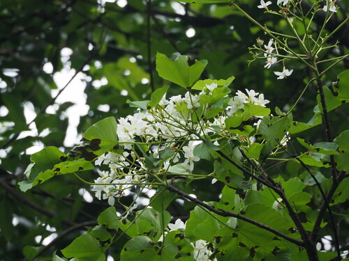 Mu oil tree (Vernicia montana)