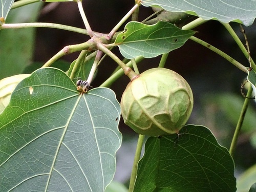 Mu oil tree (Vernicia montana)