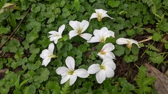 Mu oil tree (Vernicia montana)