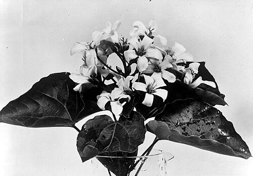 Mu oil tree: Repronegatief. Vrouwelijke bloemen van een kemiriplant