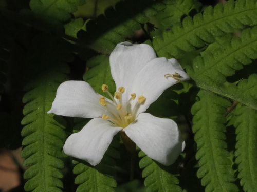 Mu oil tree (Vernicia montana)