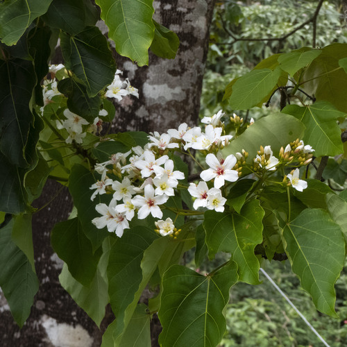 Mu oil tree (Vernicia montana)
