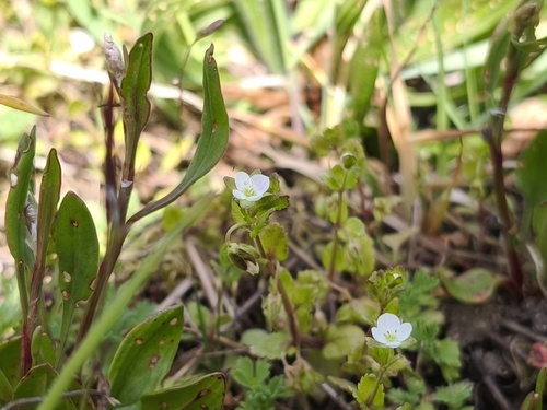 Green field speedwell (Veronica agrestis)