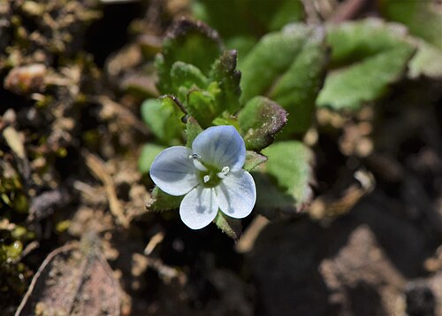 Green field speedwell: Veronica agrestis in Glinna near Szczecin, NW Poland