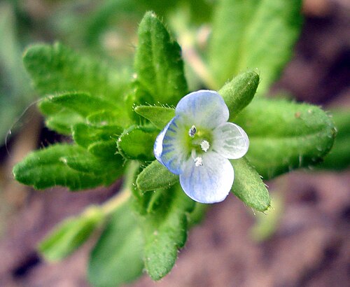 Green field speedwell: Veronica agrestis
