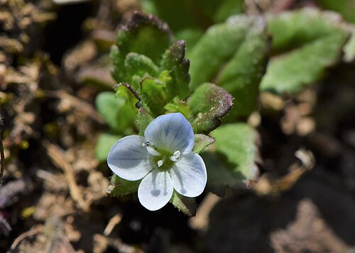 Green field speedwell: Veronica agrestis in Glinna near Szczecin, NW Poland