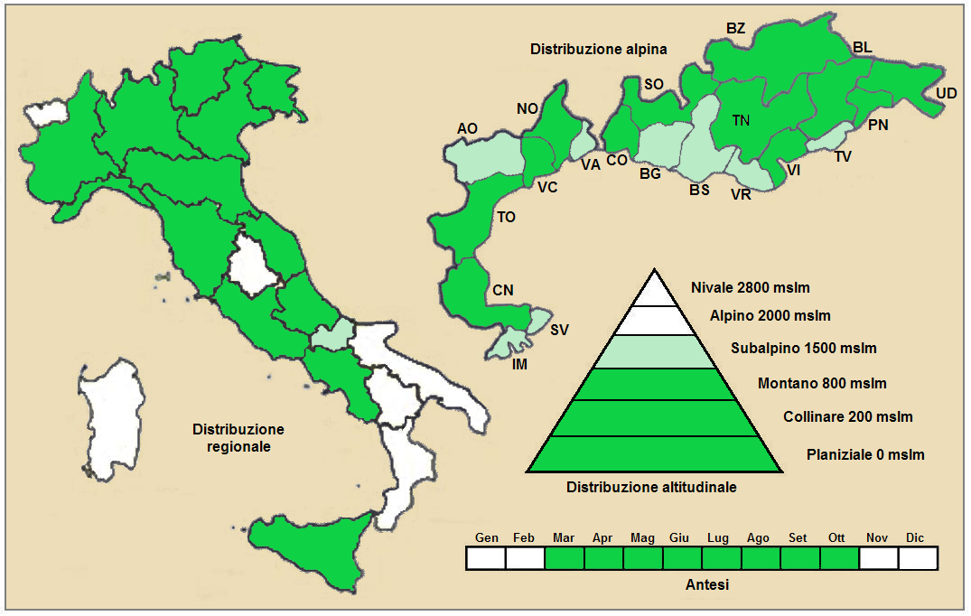 Green field speedwell: Veronica agreste (Veronica agrestis) - Distribuzione sul territorio italiano