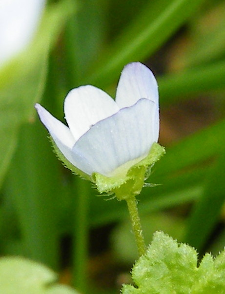 Green field speedwell (Veronica agrestis)