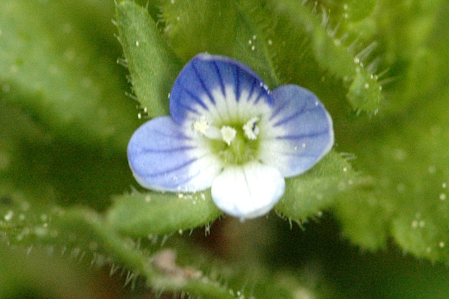 Green field speedwell: Veronica agrestis from Commanster, Belgian High Ardennes .