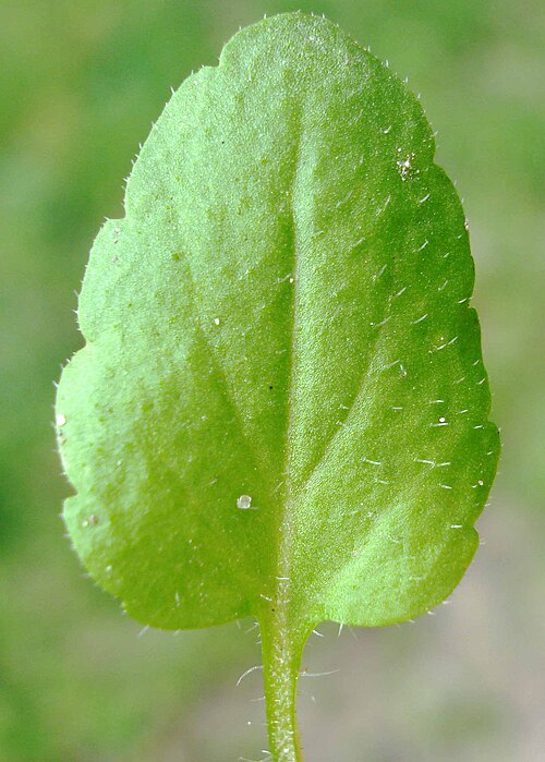Green field speedwell: Veronica agrestis